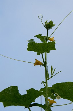 f0064192_7312435.jpg