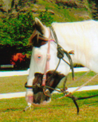 e0082110_135191.jpg