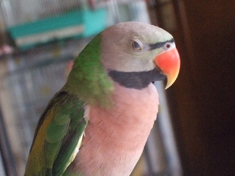 c0133013_1771444.jpg