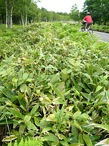 d0023725_9353584.jpg