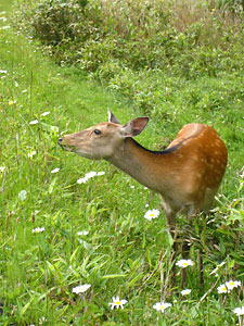 d0023725_9415321.jpg
