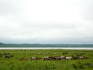 d0023725_9501150.jpg