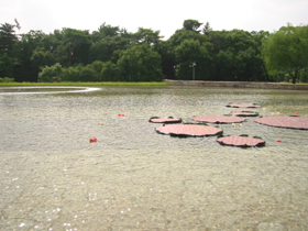 d0040729_0363637.jpg