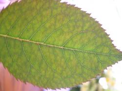 c0133533_21344722.jpg