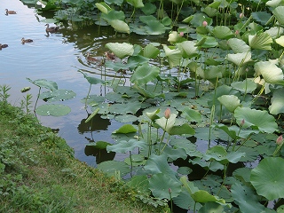 e0004756_20304580.jpg