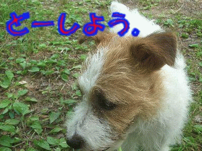 a0051402_2551218.gif