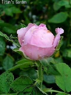 b0099813_973340.jpg