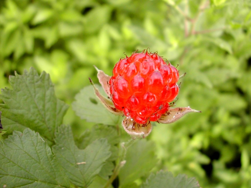 a0102824_21584777.jpg