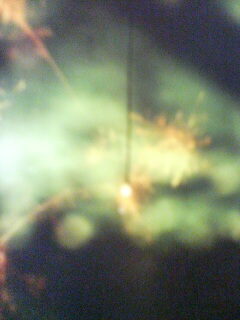 a0098027_16392591.jpg