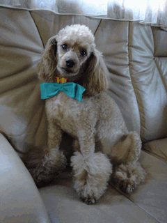 c0136736_19532642.gif