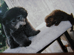 c0136736_19571796.gif
