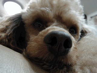 c0136736_2052245.gif
