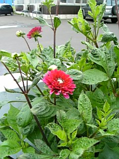 b0001440_14382729.jpg