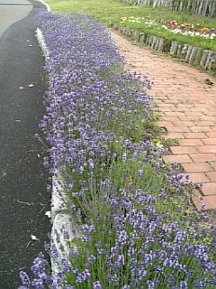 b0001440_14385855.jpg