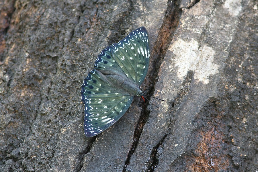 b0084270_0501934.jpg
