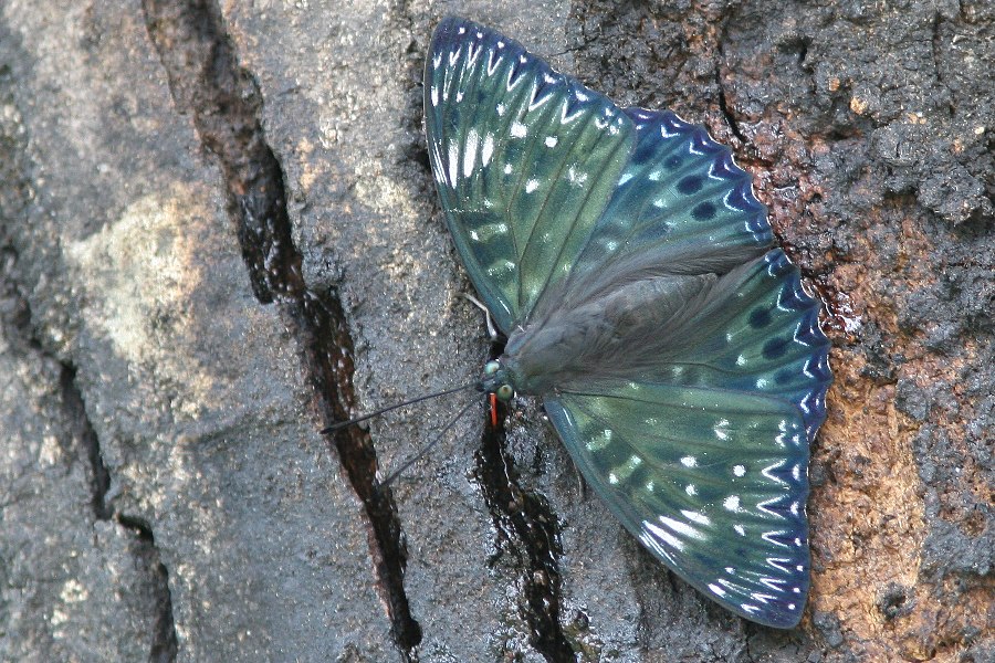 b0084270_051117.jpg