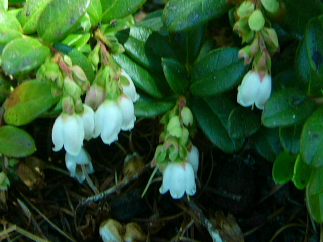 e0145782_20101685.jpg