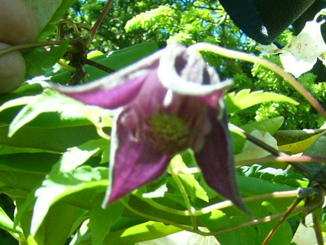 e0145782_201047100.jpg