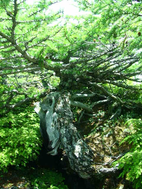e0145782_20111350.jpg