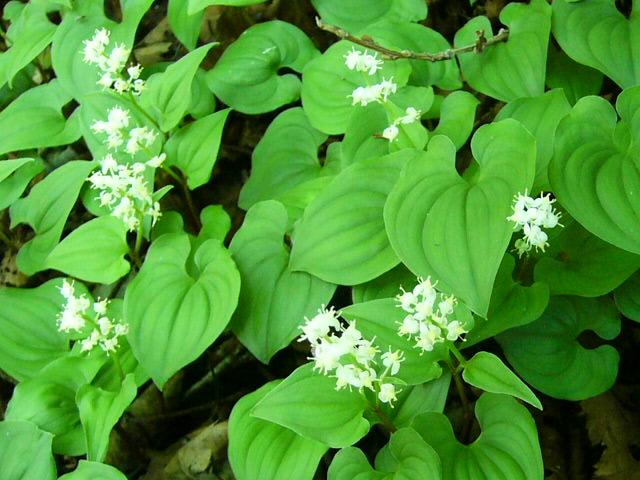 e0145782_20135172.jpg