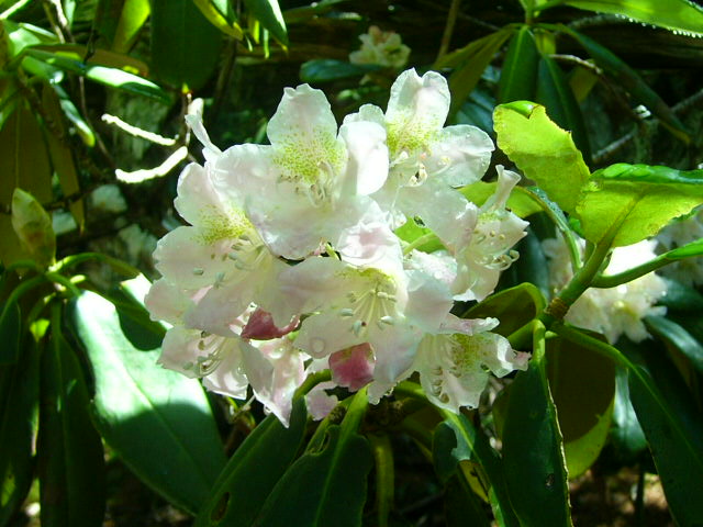 e0145782_2083679.jpg