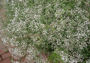 b0032694_719385.gif