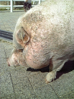 e0025497_11351331.jpg