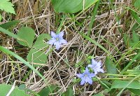 e0122199_1533839.jpg