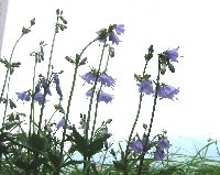 e0122199_1571235.jpg