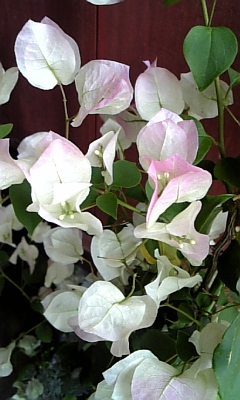 d0067640_234959100.jpg