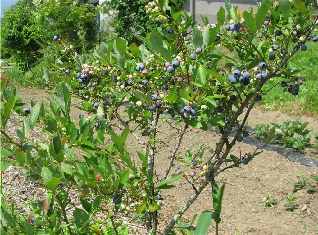 f0151044_19394420.jpg