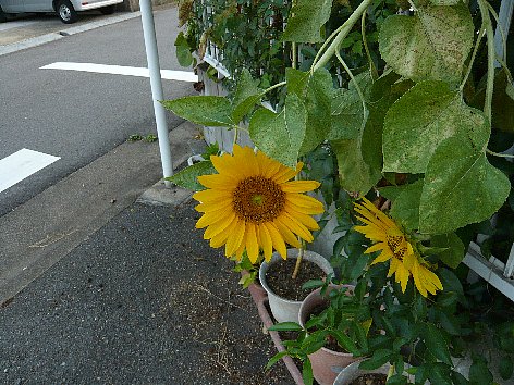 f0037467_7312018.jpg