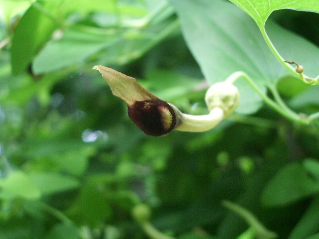 e0025300_16462636.jpg
