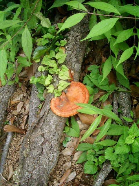 e0025300_1653143.jpg