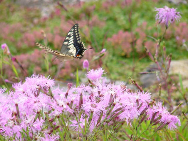 c0062511_848367.jpg
