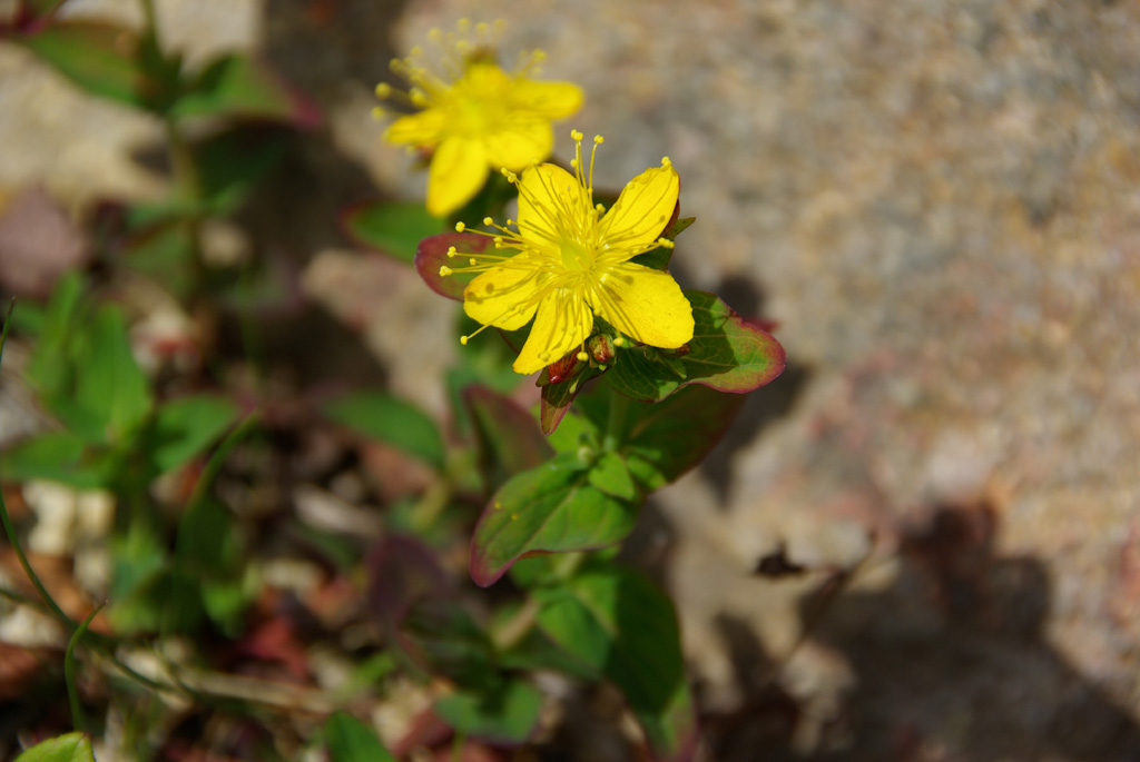b0062024_6552253.jpg