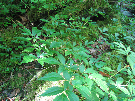 f0162861_1524629.jpg