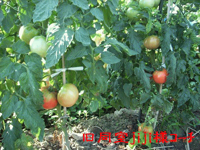 c0126271_15475995.gif