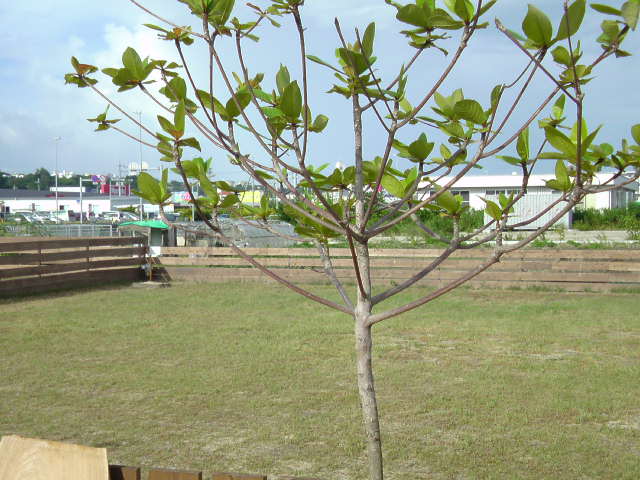 a0074110_047742.jpg