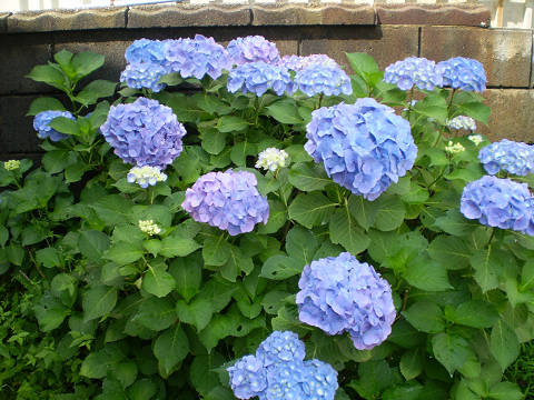 d0046531_21173750.jpg