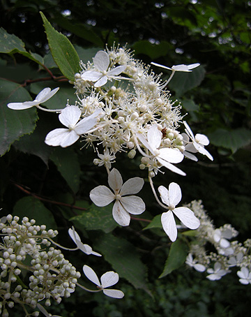 a0001354_2220114.jpg