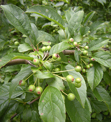 a0001354_22212731.jpg