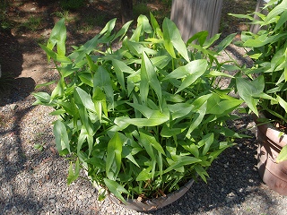 e0004756_21372617.jpg