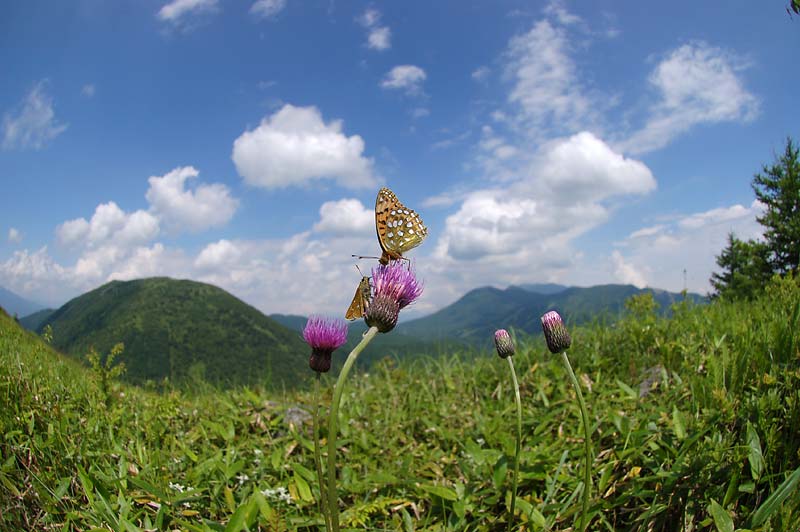 c0043361_052965.jpg