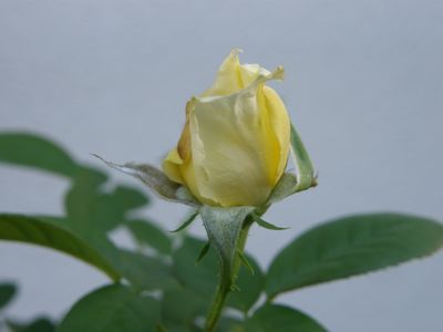 b0061107_7451576.jpg