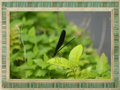 b0052108_1124575.gif
