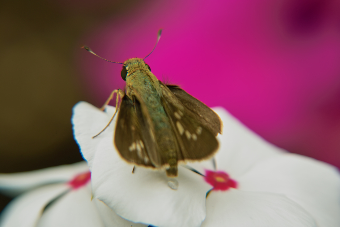 b0137311_17404370.jpg
