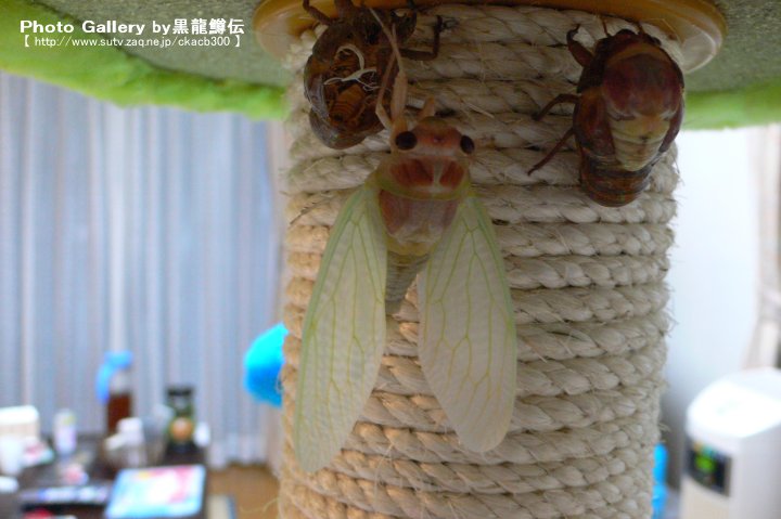 c0021113_205273.jpg