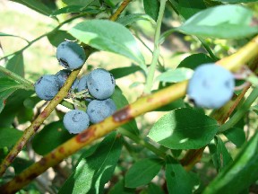 f0006724_165179.jpg