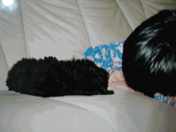 c0136736_19232792.gif